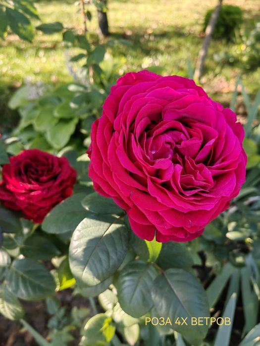 Atirgul ko'chatllariga zakaz olamiz