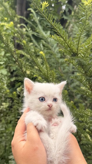 Продам милых котят