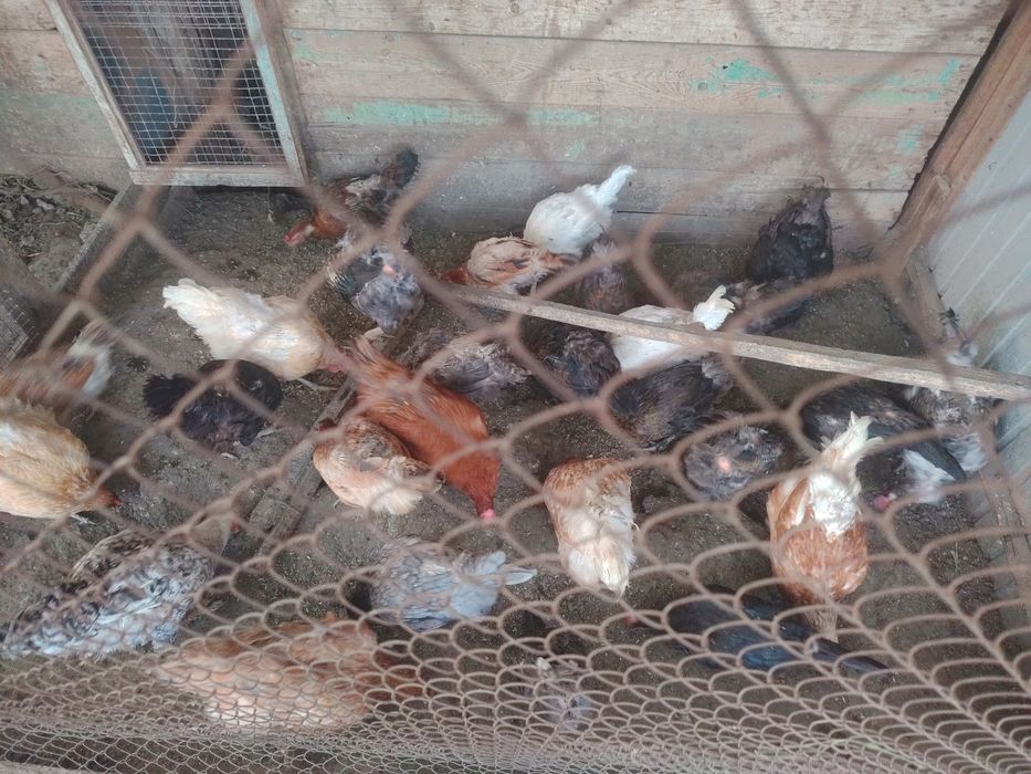 Продам куры домашний