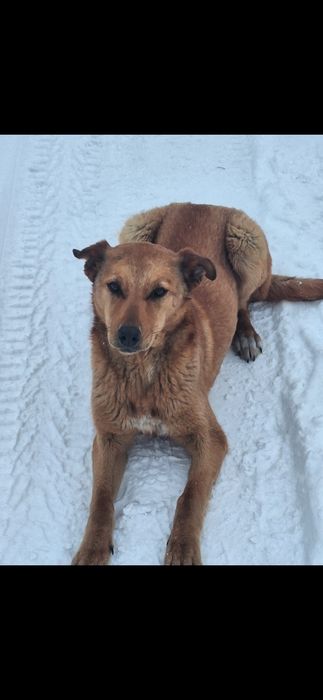 Бесплатно собачка!