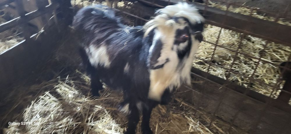 Schimb țap Carpatin