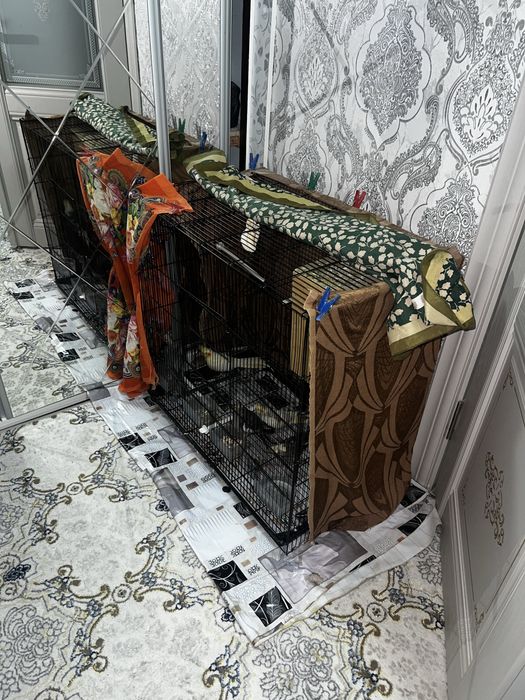 POPUGAY KARELLA. zudlik bilan sotiladi‼️‼️‼️