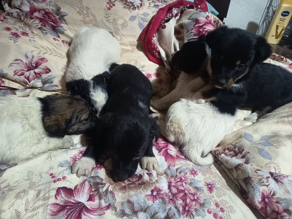 6 Cațelusi talie mica-medie adoptie gratis