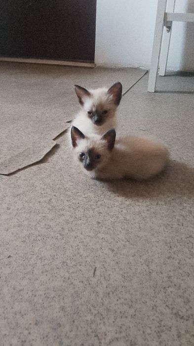 Отдам в добрые руки