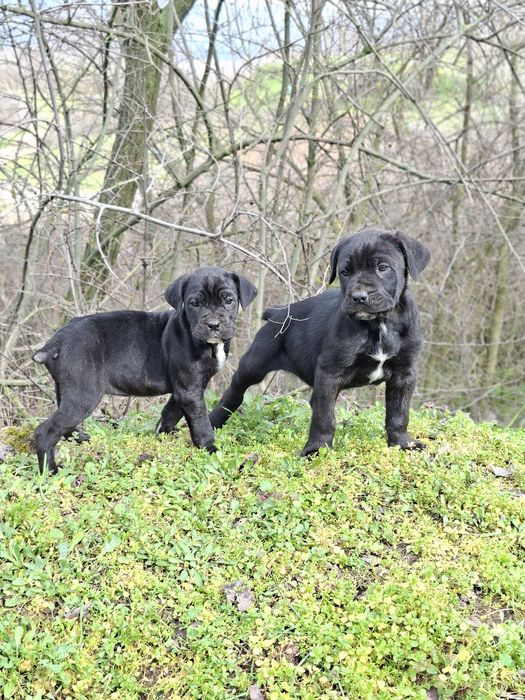 Кане Корсо Италиано