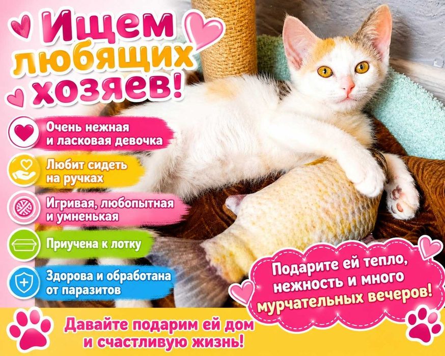 Отдам котят в хорошие руки