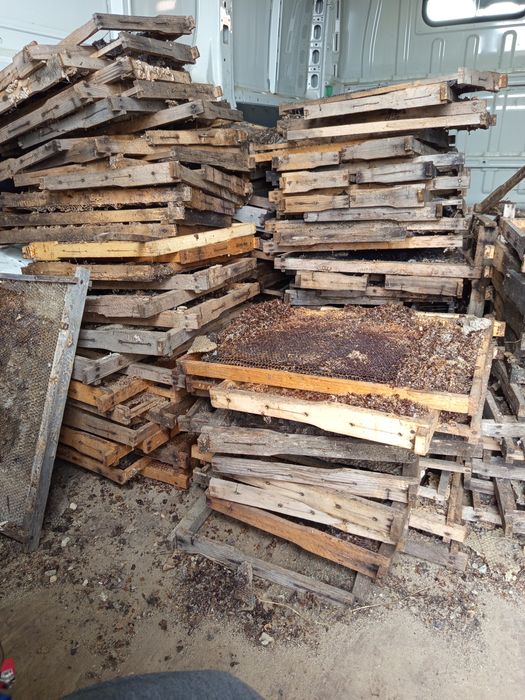 Rame negre, atacate de găselniță