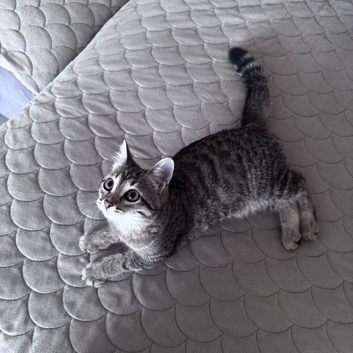 Котенок ищет дом