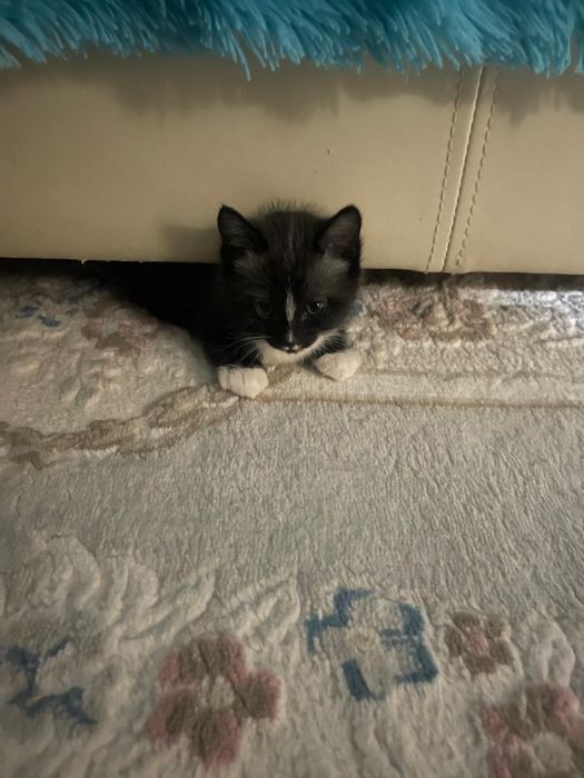 Отдаем кошек в хорошие руки