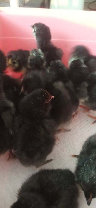 Продам маленьких цыплят