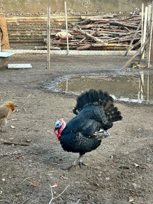 Индюки продам срочна