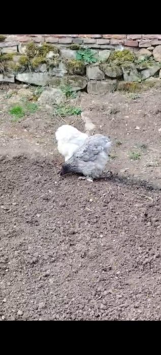 Cochinchina uriaș 2 gaini