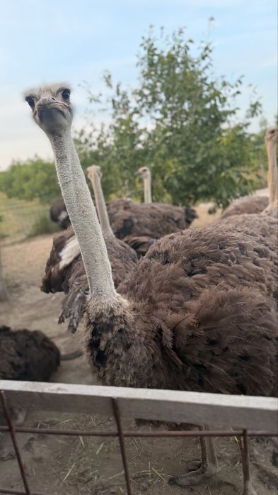 Struți africani de vânzare – sănătoși și bine întreținuți