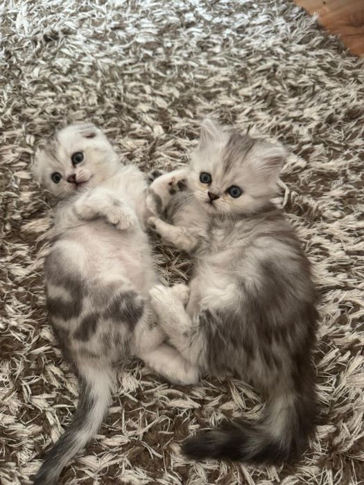 Котенок скоттиш фолд