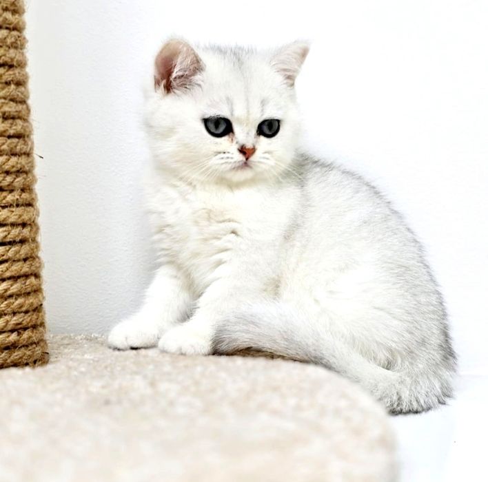 БриТанСкаЯ коШечКа