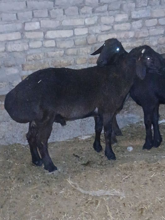 Hisori qochqorlar sotiladi