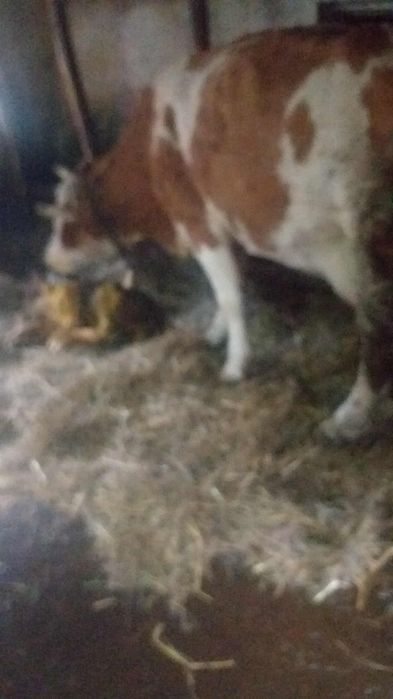 Vaca fatata cu vitel