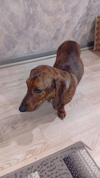 Продам собаку такса девочка