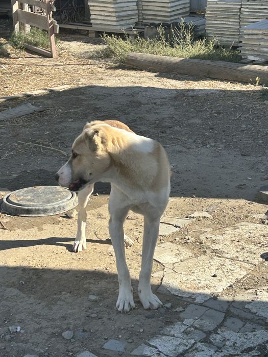 продаётся собака