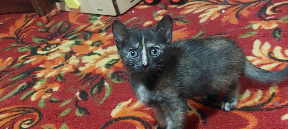 Одам котят бесплатно