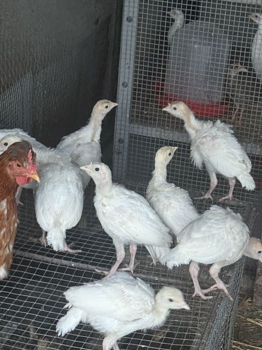 Vand pui de curca la varsata de 12 zile si respectiv 33 zile