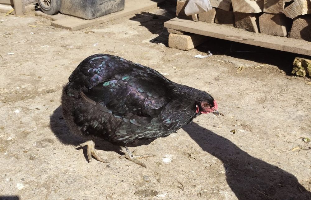 Ouă Araucana si Combatant Indian,talie mare de incubat