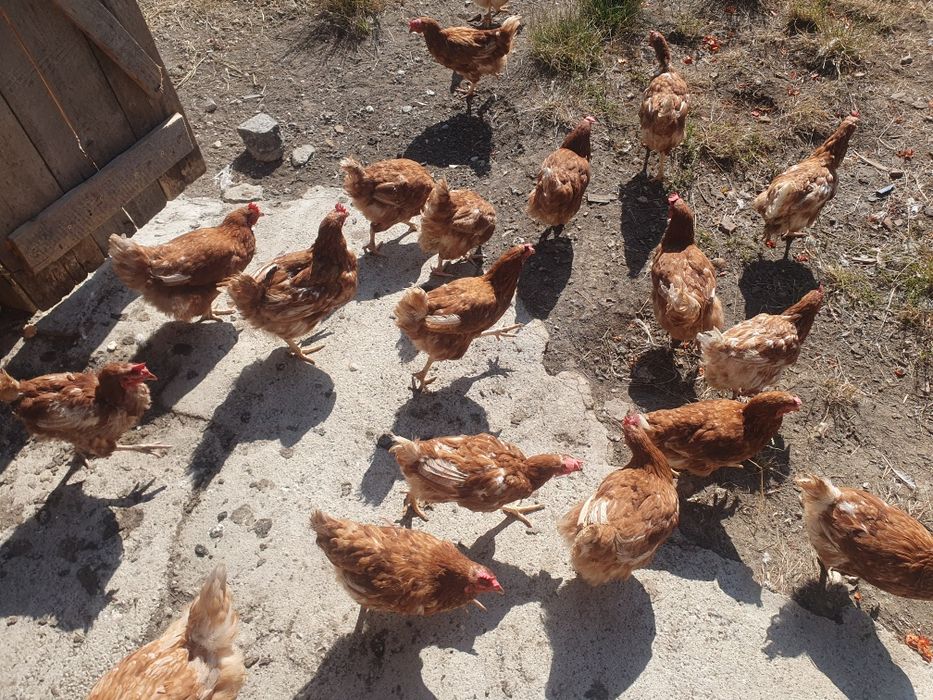 Vând găinii de combinat