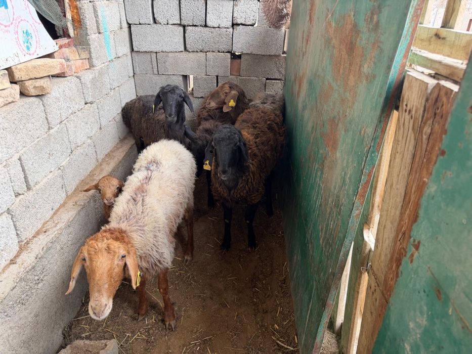 Қоилар сатыладыы