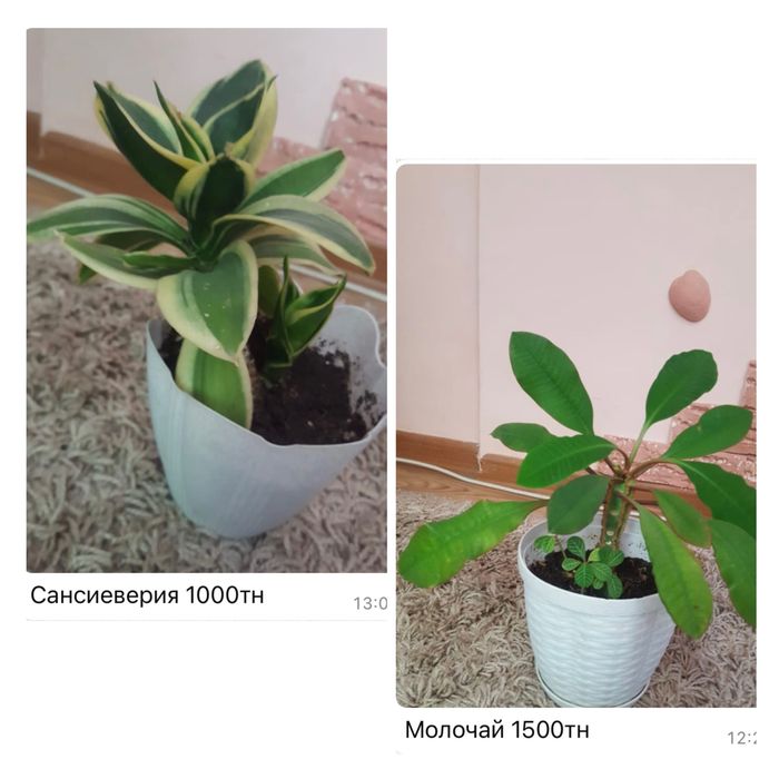 Комнатные цветы в горшках