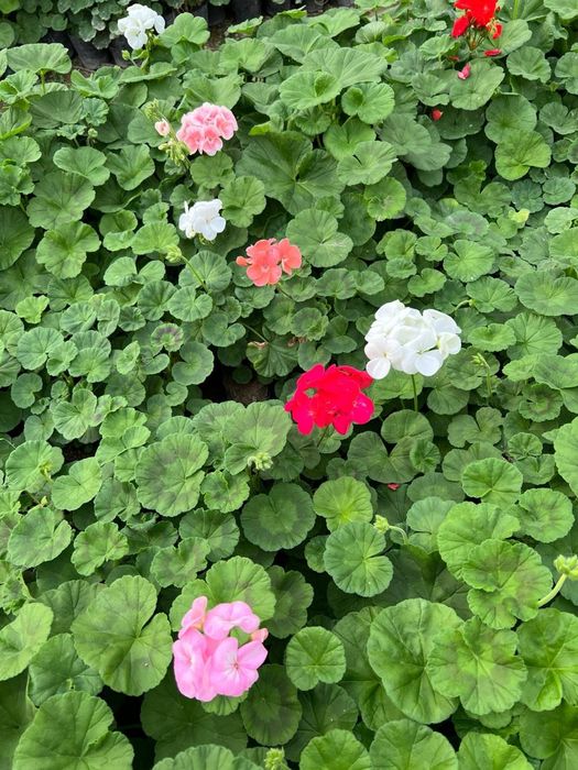 Оптом цикламен примула геран