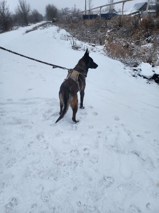 Белгиская окарачка