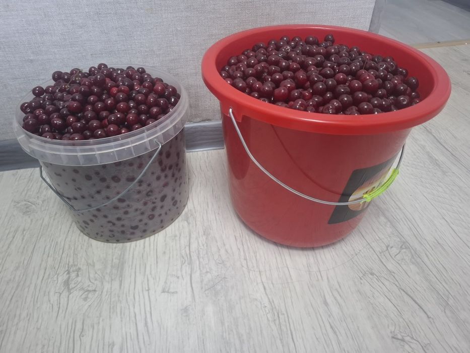 Продам домашнюю вишню