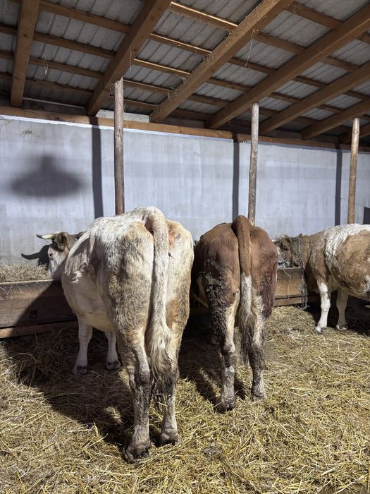 Vaci baltata romaneasca de vanzare !