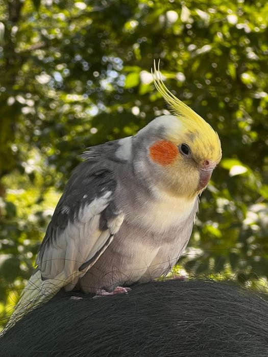 2 Кореллы, самка и самец