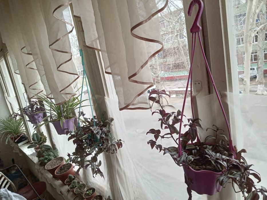 Живое украшение интерьера — фиолетовая традесканция в подвесном кашпо