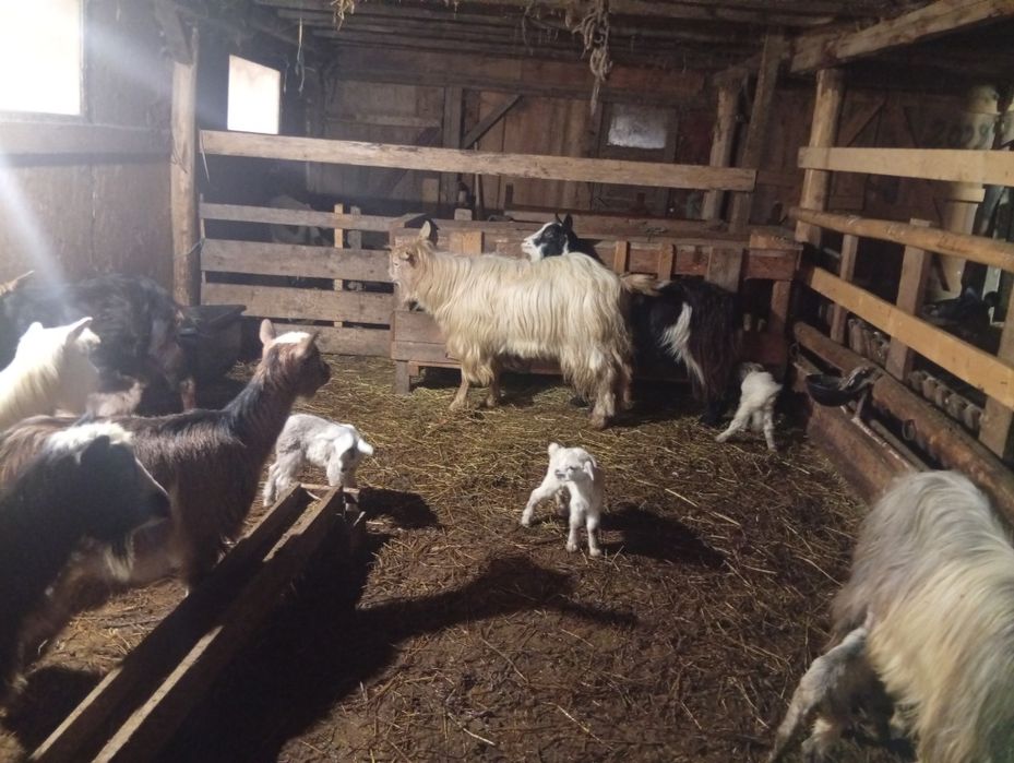 Schimb capre cu iezi pe oi