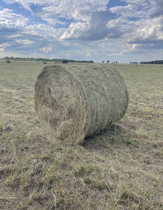 Продам сено рулоное