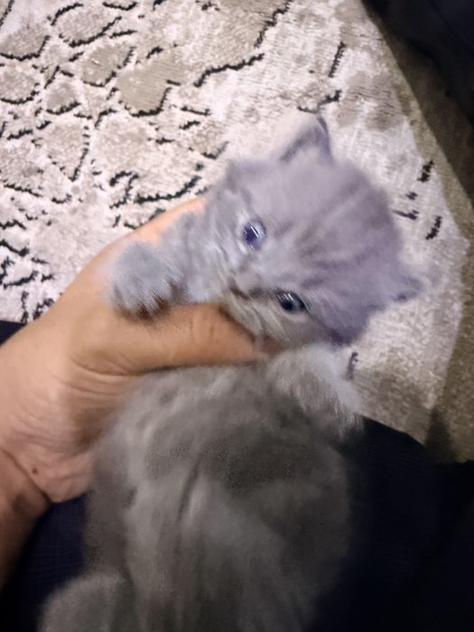 Отдам котят бесплатно, породистые (мама британка)