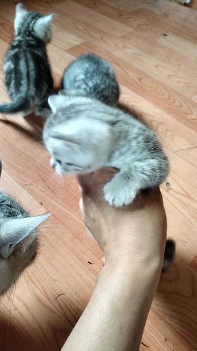 Отдам котят в добрые руки