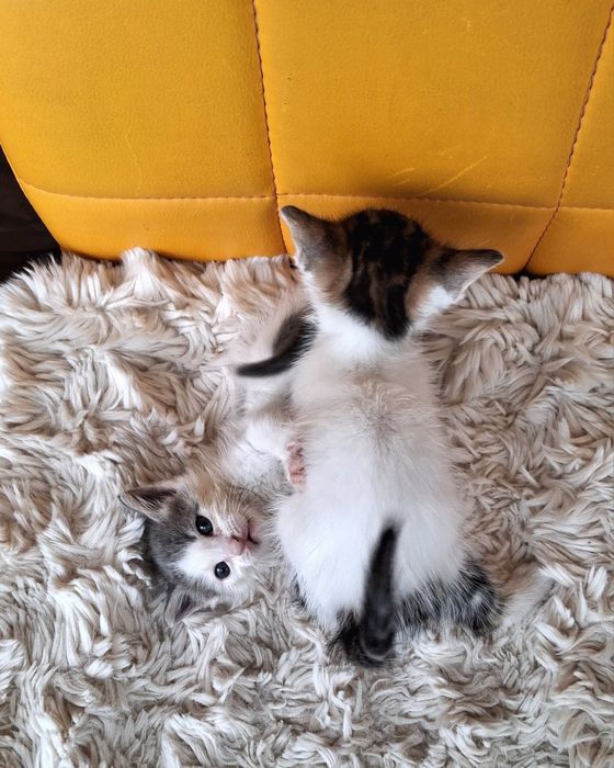 Котенца търсят дом-Варна