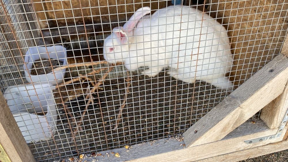 Қоян ұясымен сатылады