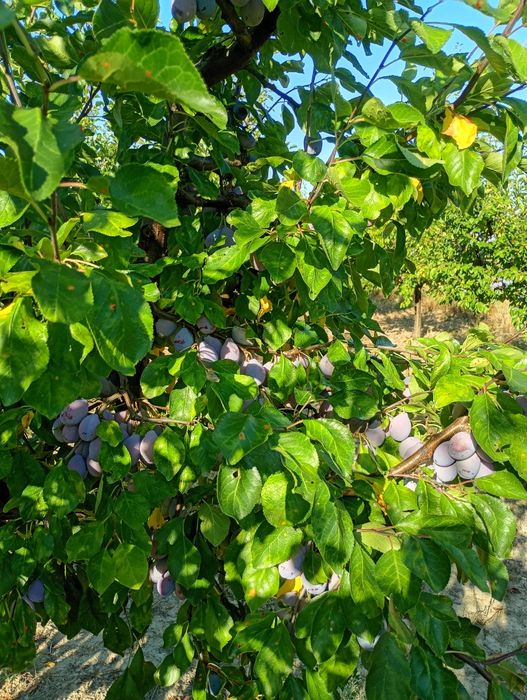 Prune de vânzare