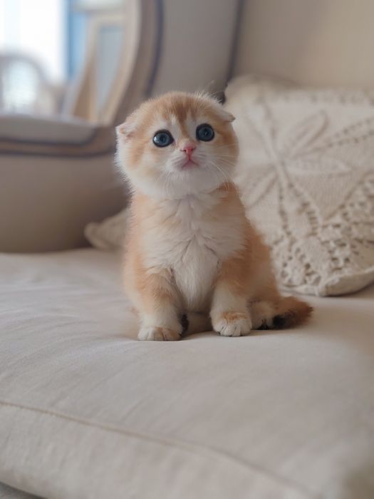 Шотландские котята скоттиш фолд страйт хайленд, золотые шиншилы