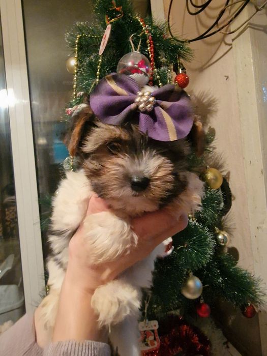 Мъжко Йорки бивър  супер подарък