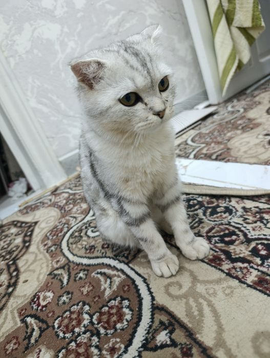 Mushuk sotiladi srochna