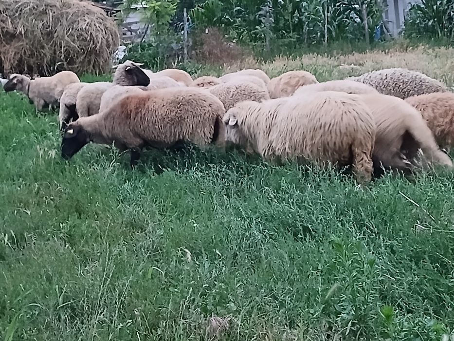 Vând 17 oi , un berbec toate tinere, și un mânz de 1an !!