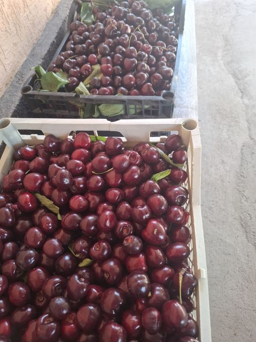 Обрезка деревьев, кустарников, опрыскивание