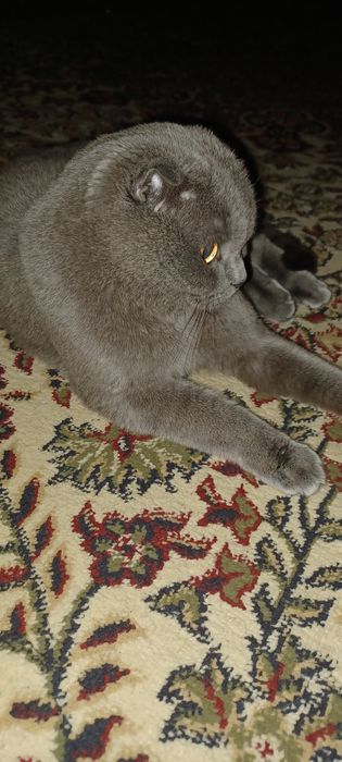 Mushuk sotiladi zottor