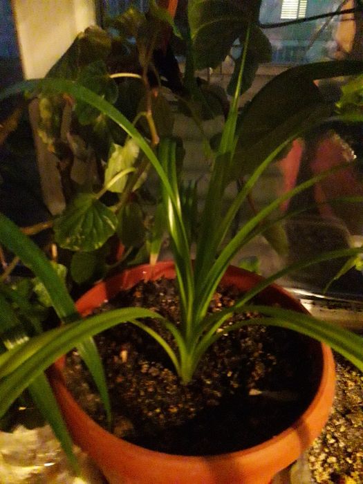 продам комнатные растення