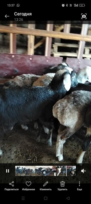 11 бас ургашы токты